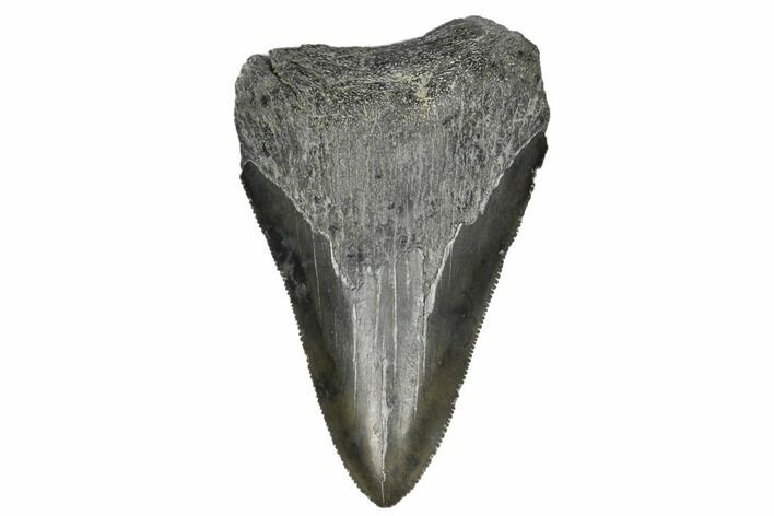Serrated, Juvenile Megalodon Tooth - South Carolina #183053